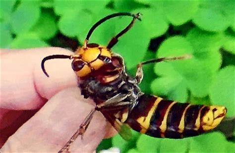 虎頭蜂窩風水|【虎頭蜂窩風水】虎頭蜂窩風水大公開：象徵吉兆還是凶兆？